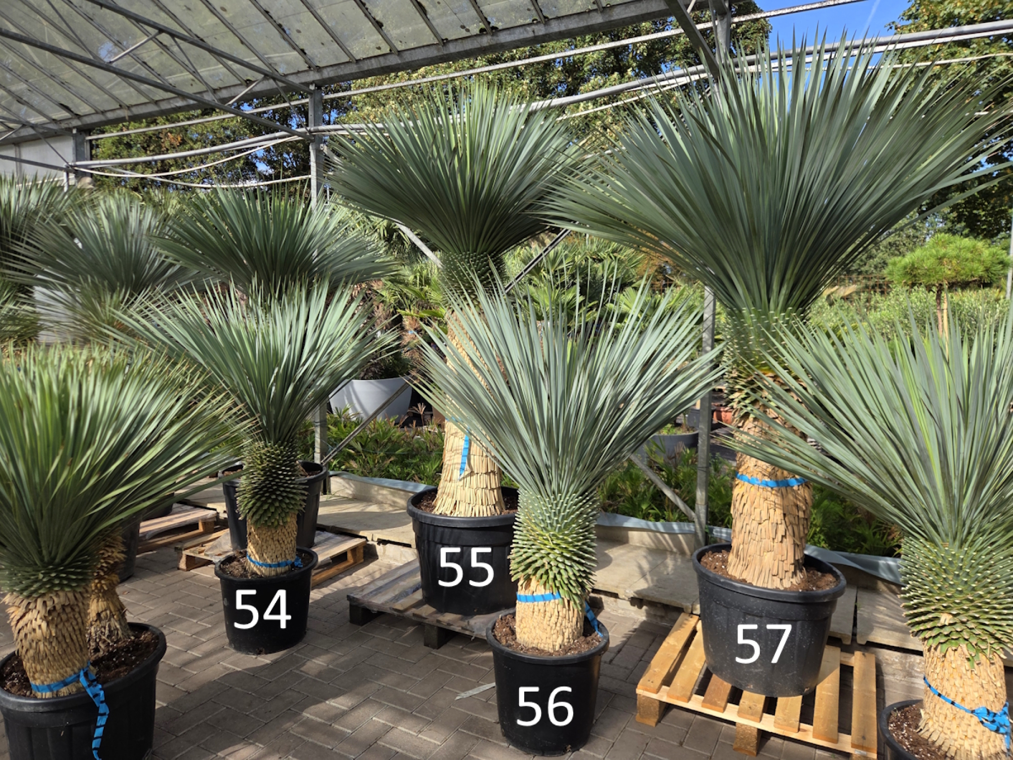 Preview: Yucca Rostrata 230 cm - genau den im Bild mit der Nr.57